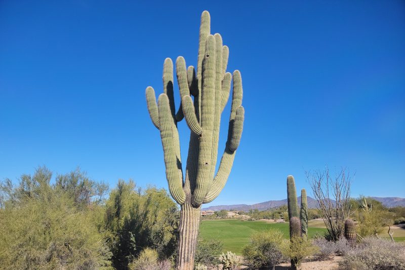 A mature Saguaro cactus by the golf course at The Boulders Resort in Scottsdale, Arizona.