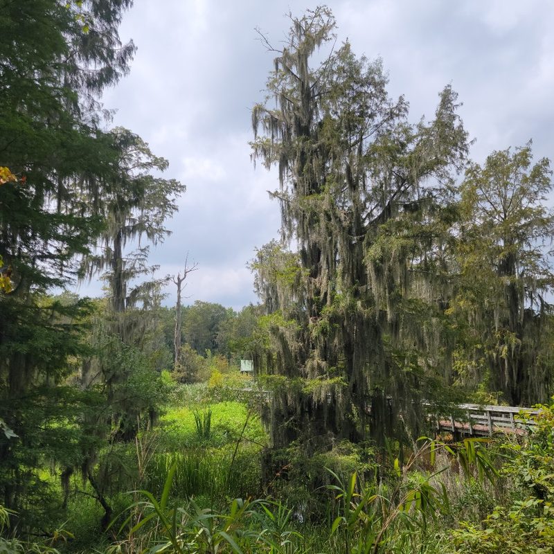 "The swamp" at Phinizy Center and Nature Park in Augusta, Georgia.