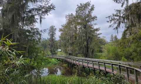 "The swamp" at Phinizy Center and Nature Park in Augusta, Georgia.