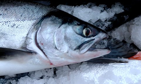 california cancels salmon season 2783933571 0679bafc2c o