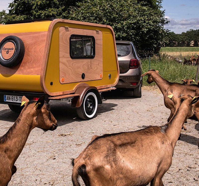 Carapate la Carapate ultralight travel trailer driving in a herd of goats.