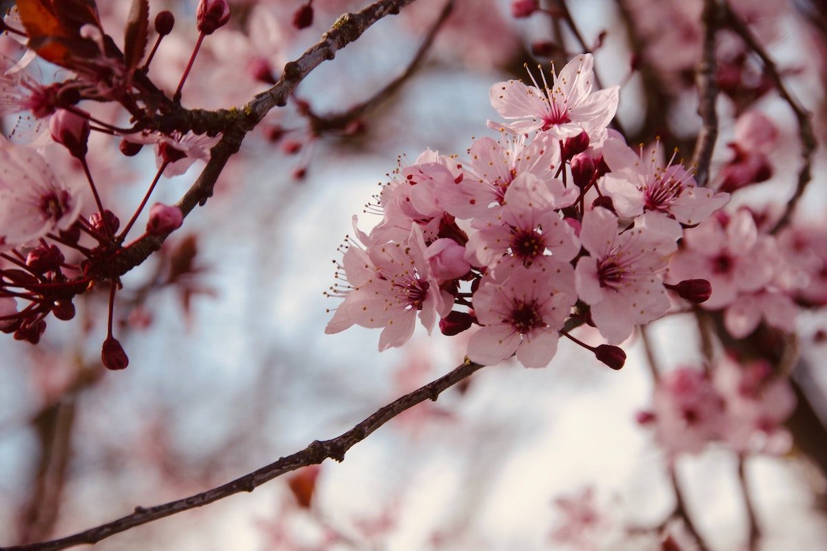 washington dc cherry blossoms