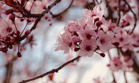 washington dc cherry blossoms