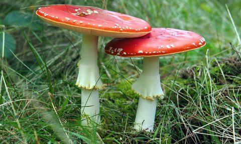 Psilocybin mushrooms.