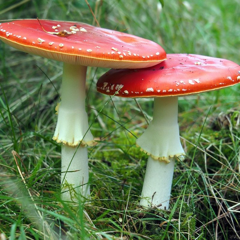 Psilocybin mushrooms.