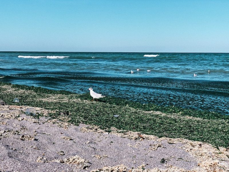 A seagull standing in seaweed on the beach.