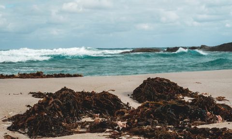 The beach with waves in the background and a bunch of seaweed all over the beach.