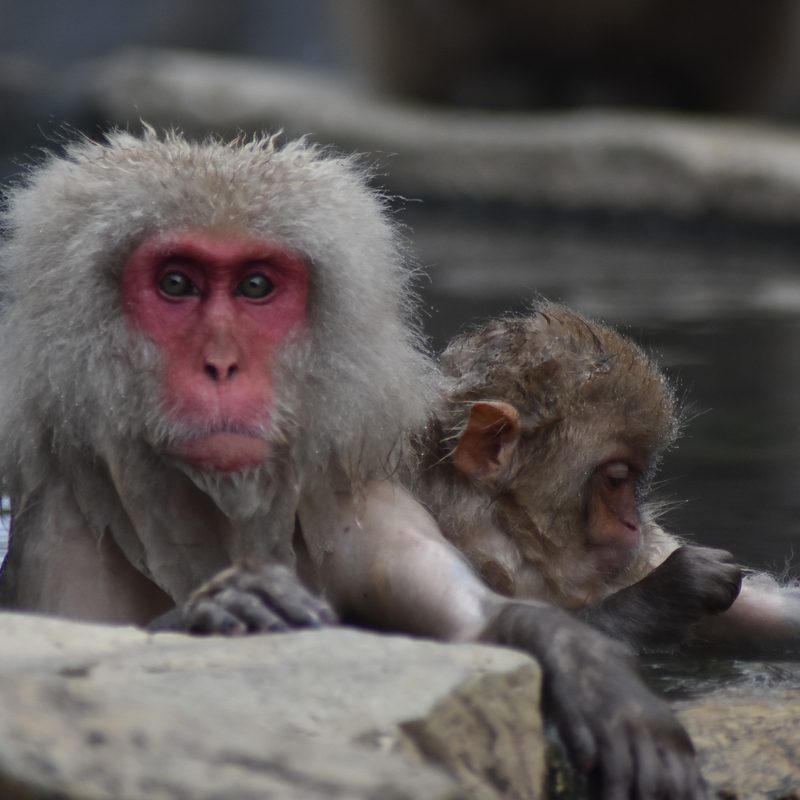 An adult and a baby Japanese macaque