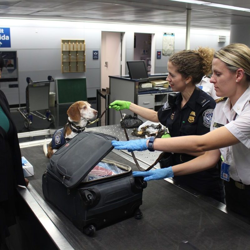 Airport security agent searching a female passenger's carry-on bag with a dog nearby