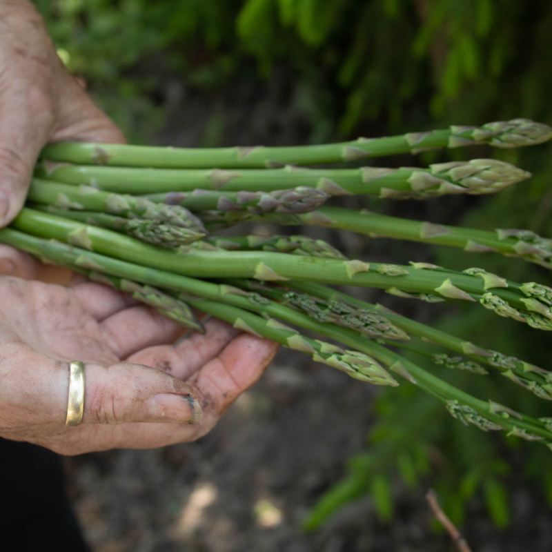 Hands holding asparagus