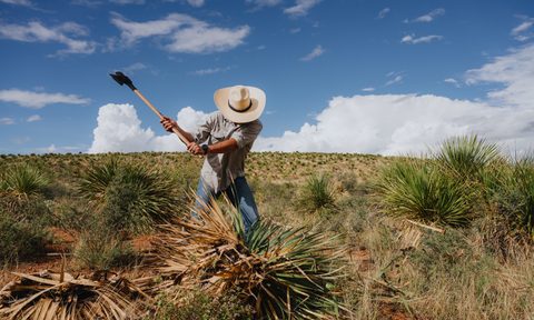 Los Magos Sotol field image.