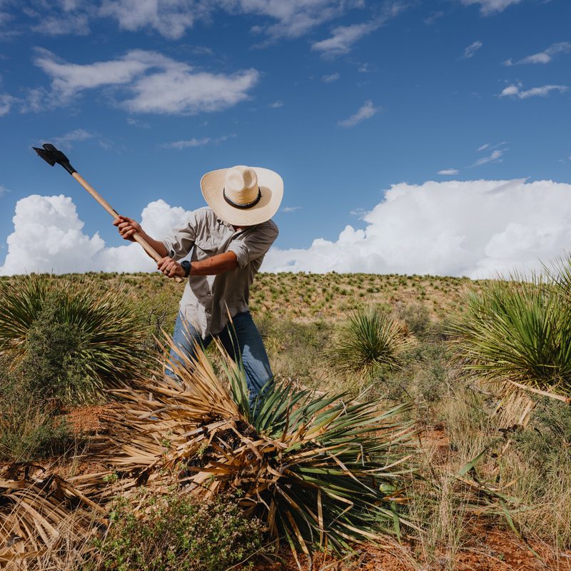 Los Magos Sotol field image.