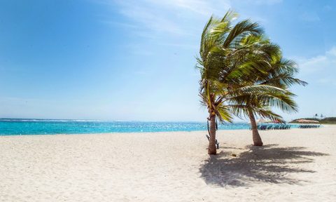 white sand beach with palm trees