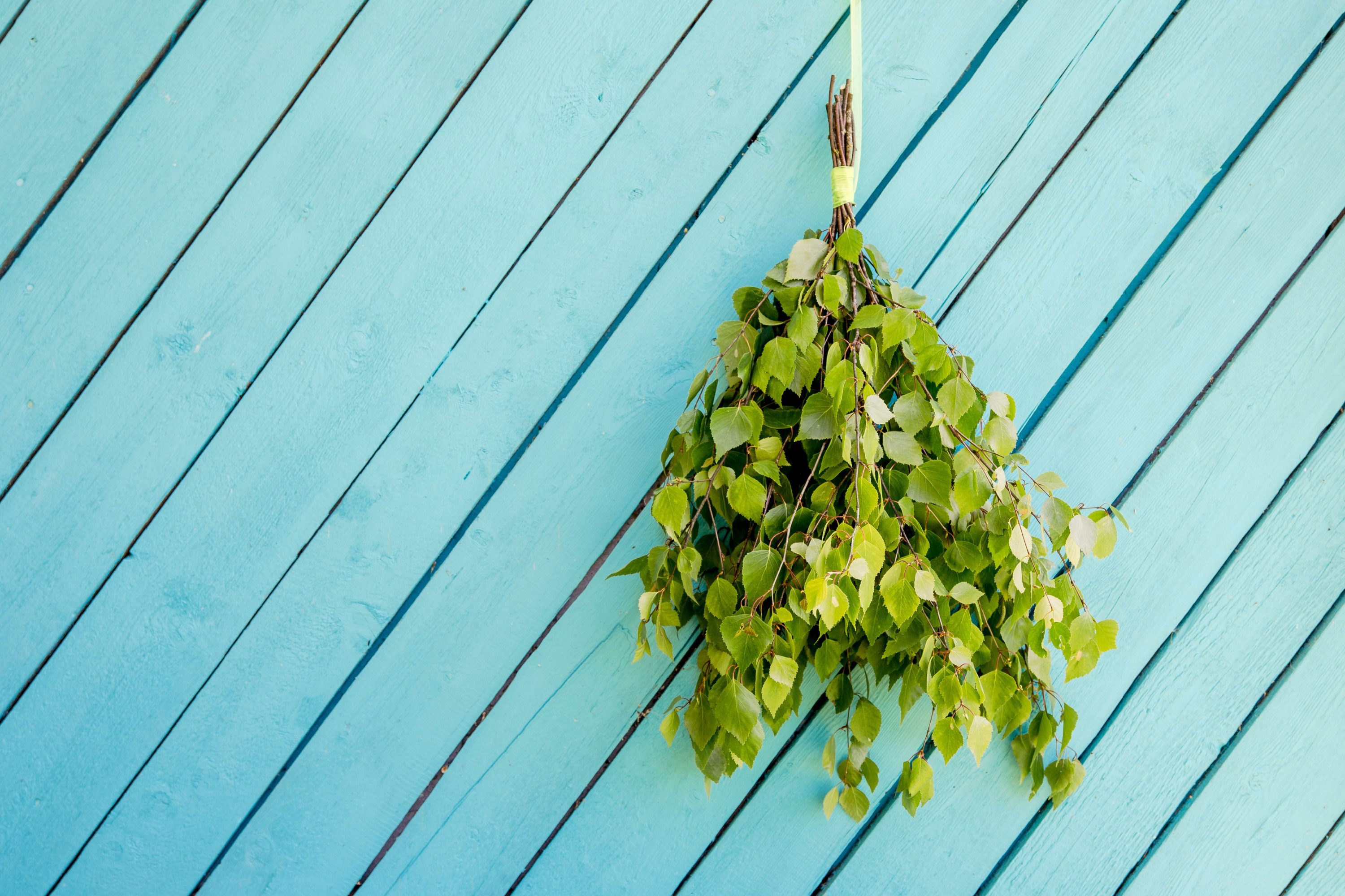 Sauna vihta against a blue wood background.