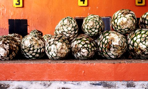 Agave stacked up at Flecha Azul