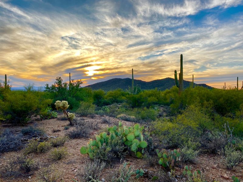 Desert landscape outside Tucson, Arizona.
