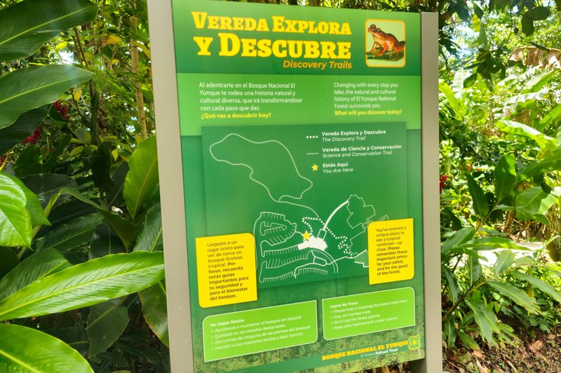 A look at El Yunque National Forest in Puerto Rico.