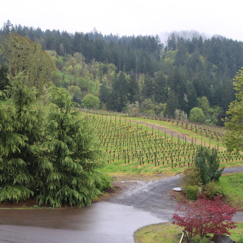 A scene from The Vines Global's May 2023 trip to the Willamette Valley in Oregon.