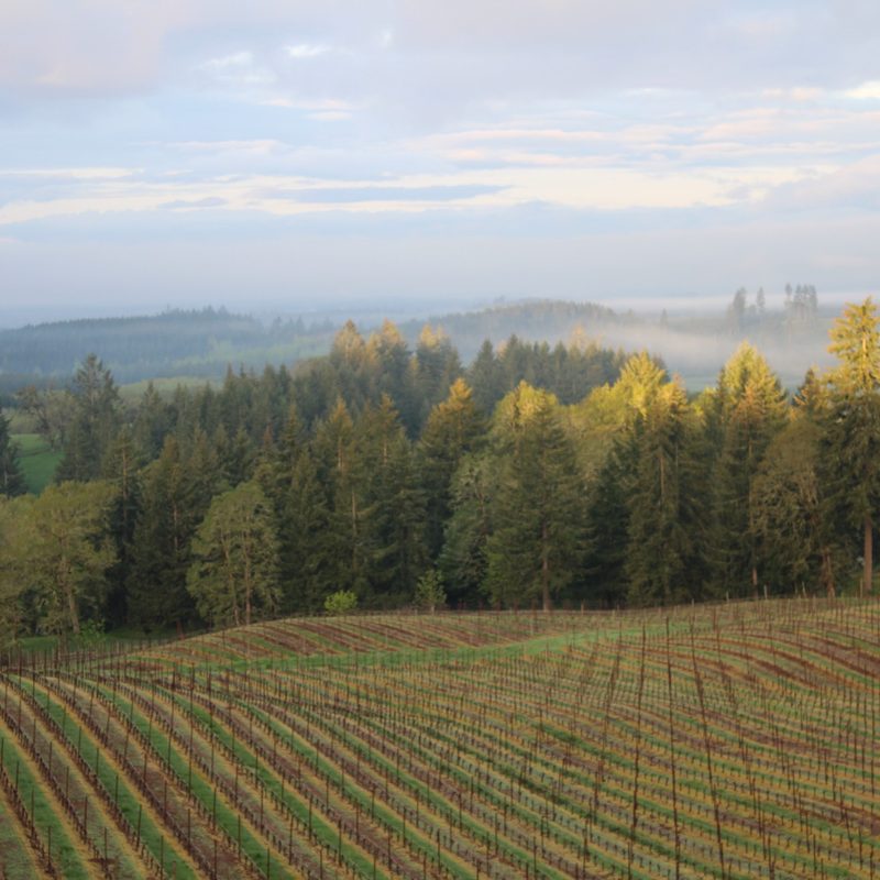A scene from The Vines Global's May 2023 trip to the Willamette Valley in Oregon.