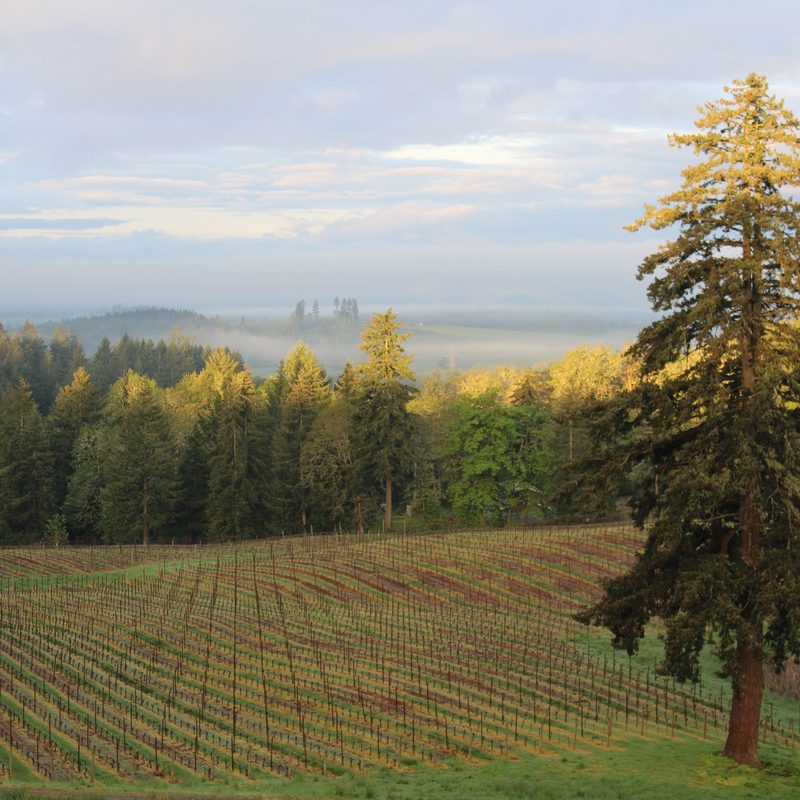 A scene from The Vines Global's May 2023 trip to the Willamette Valley in Oregon.