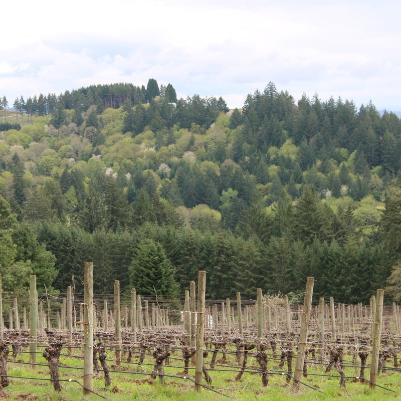 A scene from The Vines Global's May 2023 trip to the Willamette Valley in Oregon.
