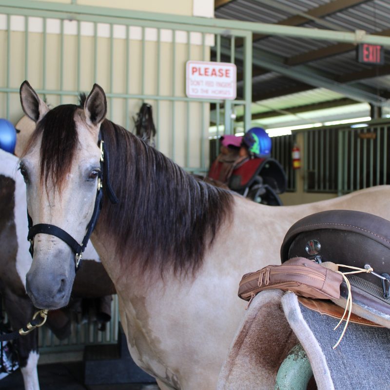 A horse at a stable near the Wyndham Palmas Beach & Golf Resort in Humacao, Puerto Rico.