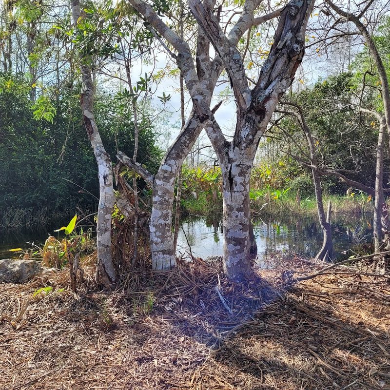 Cypress swamp in the Everglades