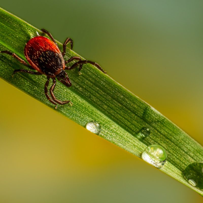 A tick hangs out on a damp leaf