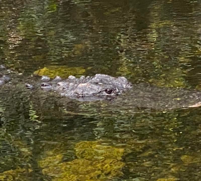 a Florida gator in the Everglades