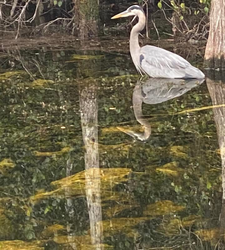 Great Egret on Loop Road, Everglades
