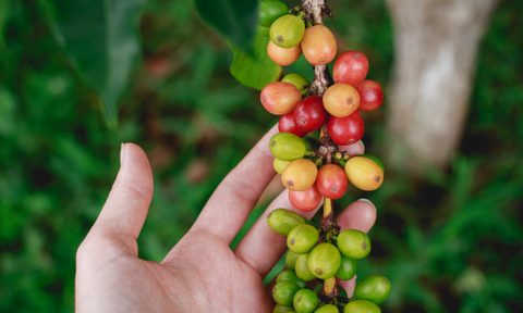 Coffee bean plant