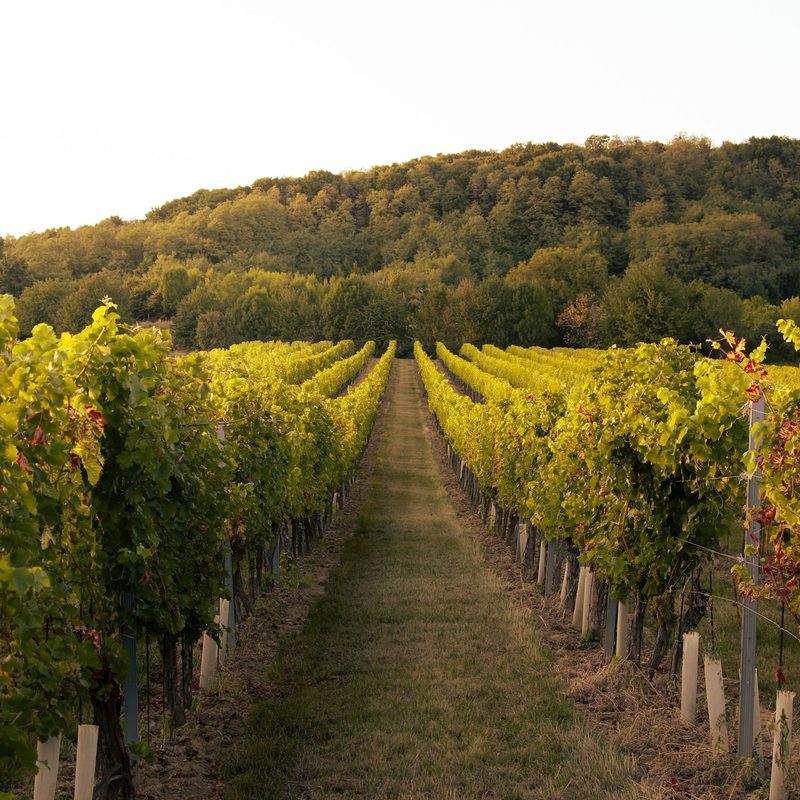 Vineyard