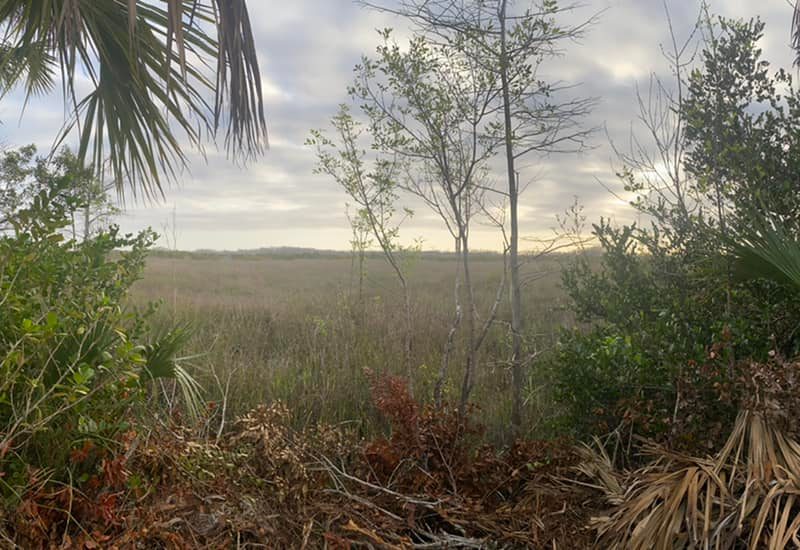 Sawgrass prairie on Loop Road, Everglades