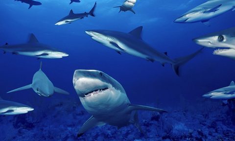 best shark movies image 2