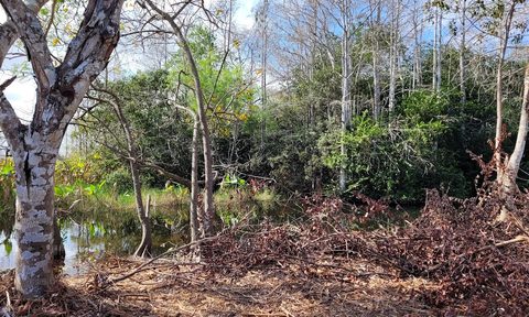 A view of the swamp