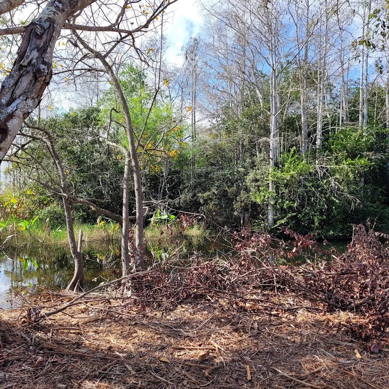 A view of the swamp