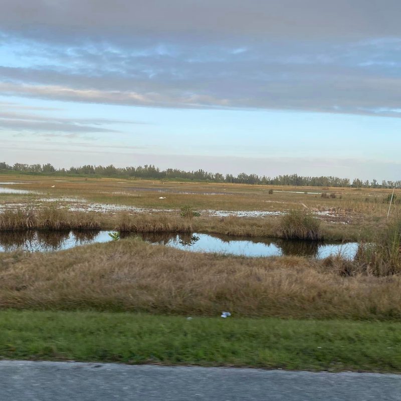 Swamped sawgrass prairie with egrets in the Everglades
