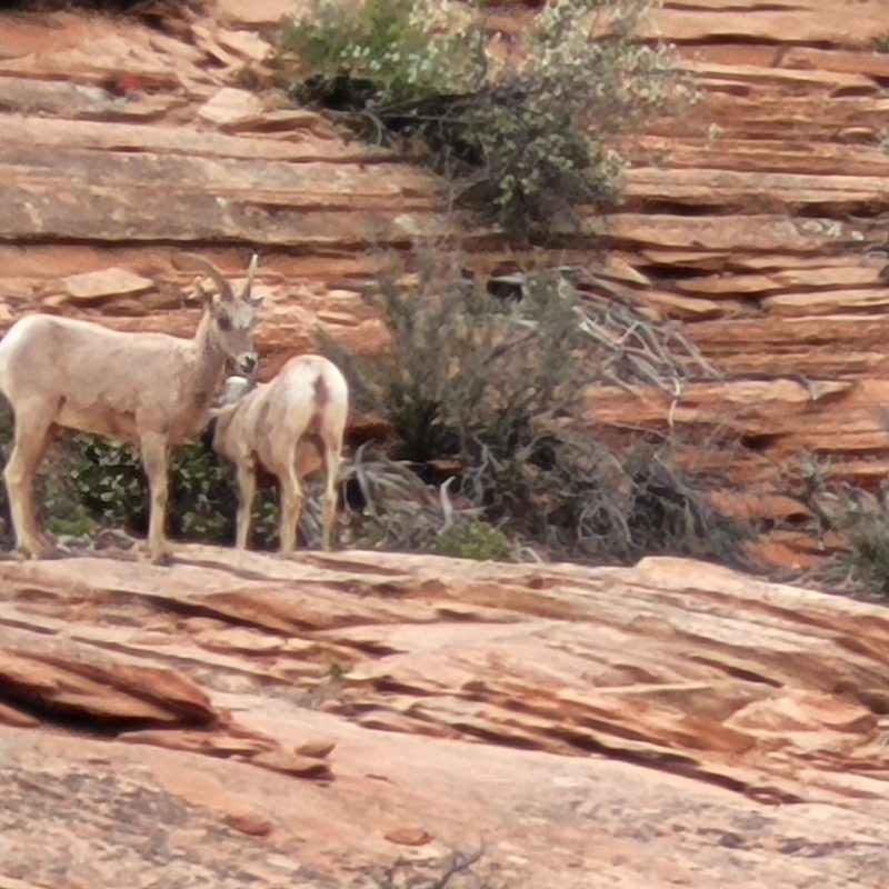 Bighorn sheep seen from the Zion-Mount Carmel Highway