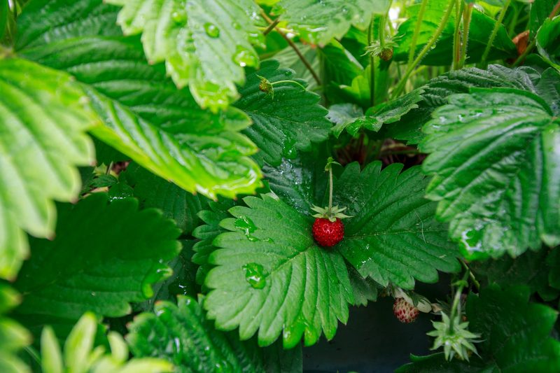 Wild strawberry on the vine.