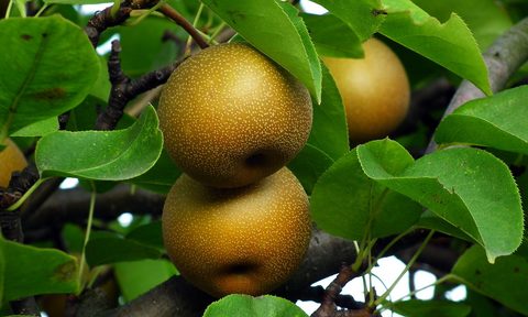 Asian pears on tree
