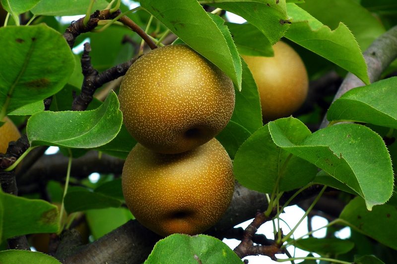 Asian pears on tree