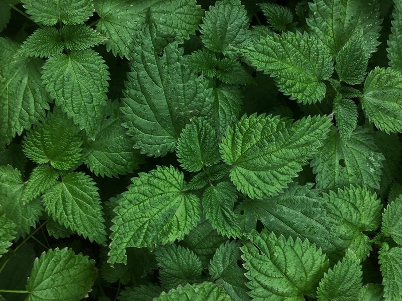 Wild mint cluster