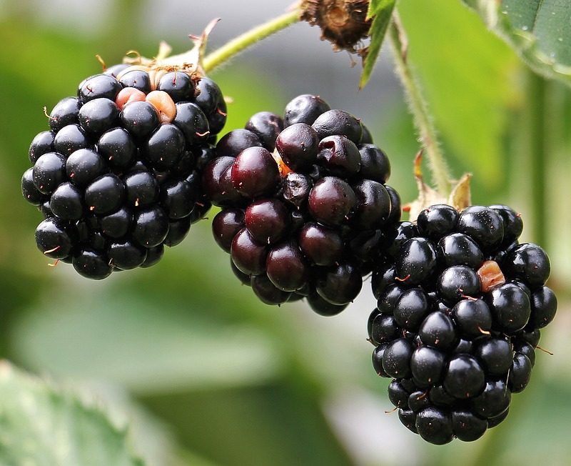 Blackberries on a vine