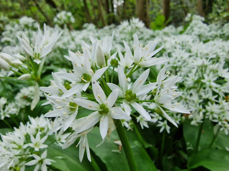 A field of wild garlic