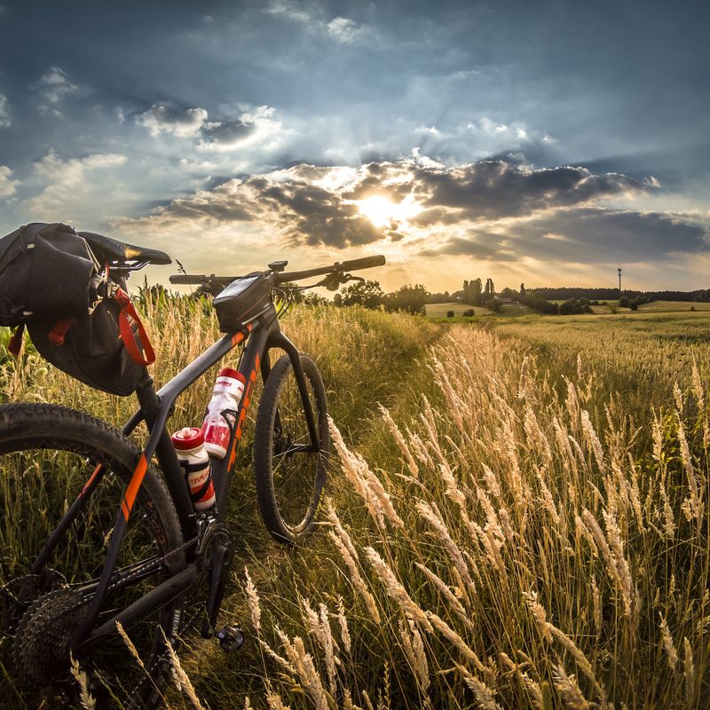 A photo of a mountain bike in a field of wheat as the sun goes down.