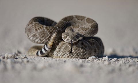 Rattlesnake in the desert