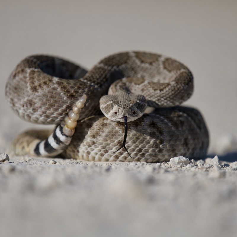Rattlesnake in the desert