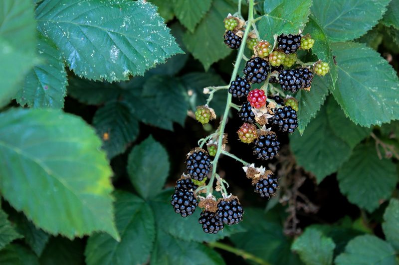 Blackberries ripening on a blackberry bush.