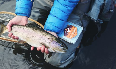 Hands holding trout