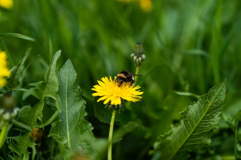 A bee on a dandelion flower.